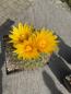 Preview: Thelocactus conothelos